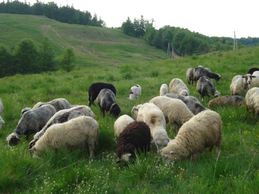 Готель Добрій Vorochta Buitenkant foto